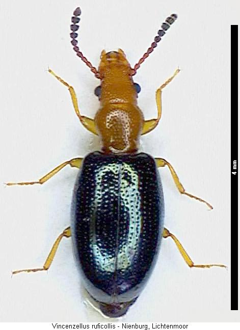 vincenzellus_ruficollis_hab.jpg
