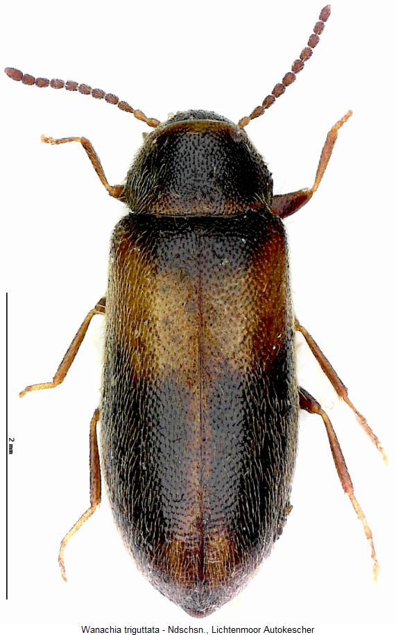 wanachia_triguttata_hab2.jpg