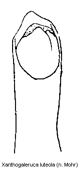 xanthogaleruca_luteola.gif