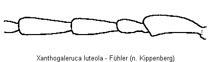 xanthogaleruca_luteola_f.gif