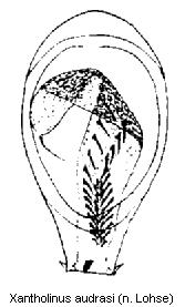 xantholinus_audrasi.jpg