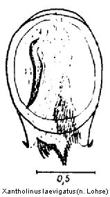xantholinus_laevigatus.jpg