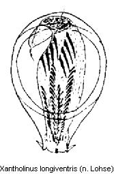 xantholinus_longiventris.jpg