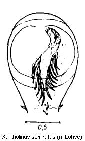 xantholinus_semirufus.jpg