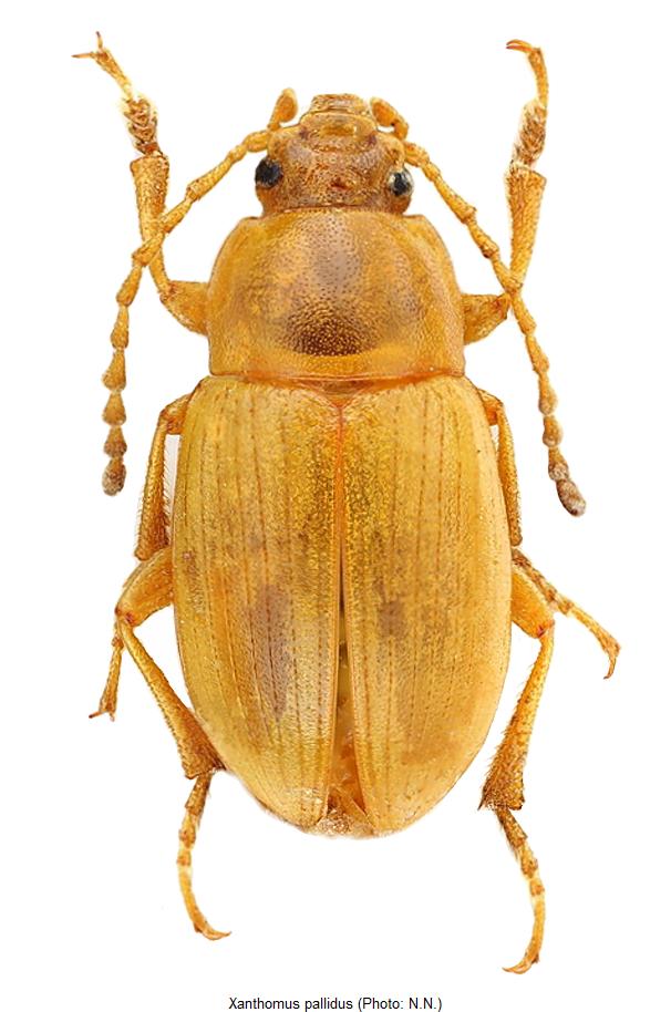 xanthomus_pallidus_hab.jpg