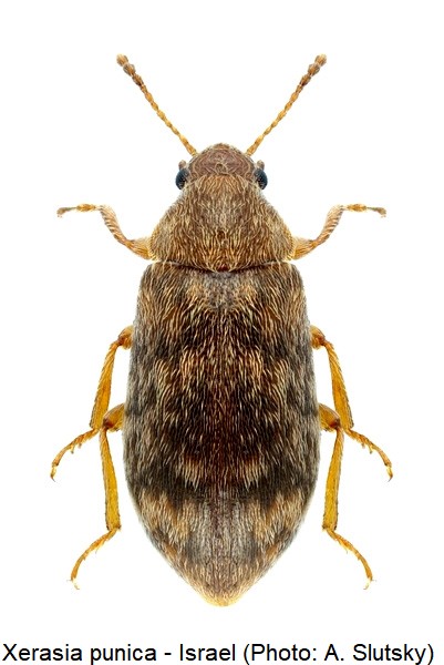 xerasia_punica_hab-1.jpg