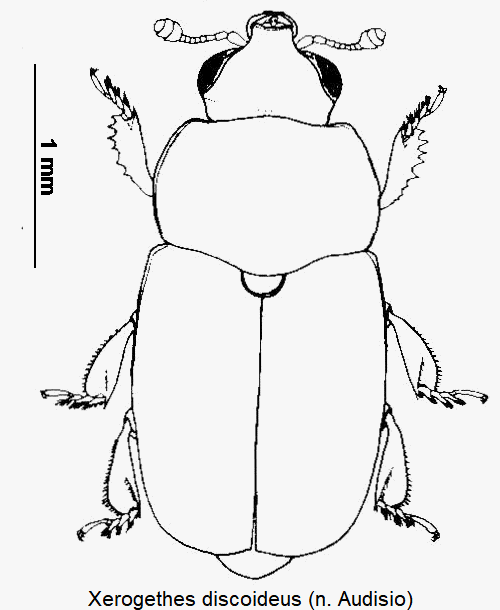 xerogethes_discoideus_hab.gif