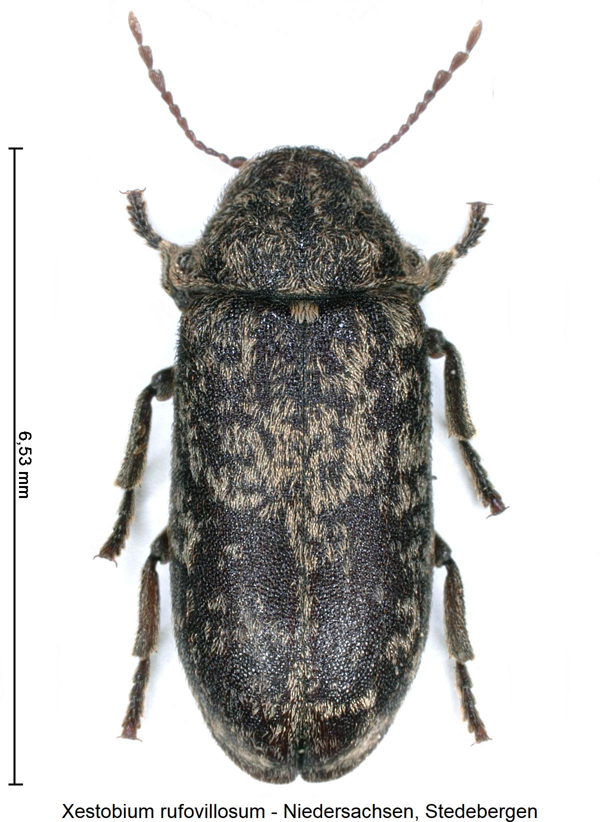 xestobium_rufovillosum_hab.jpg