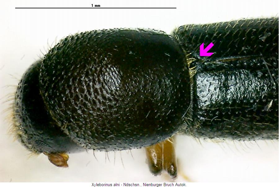 xyleborinus_alni_vk.jpg