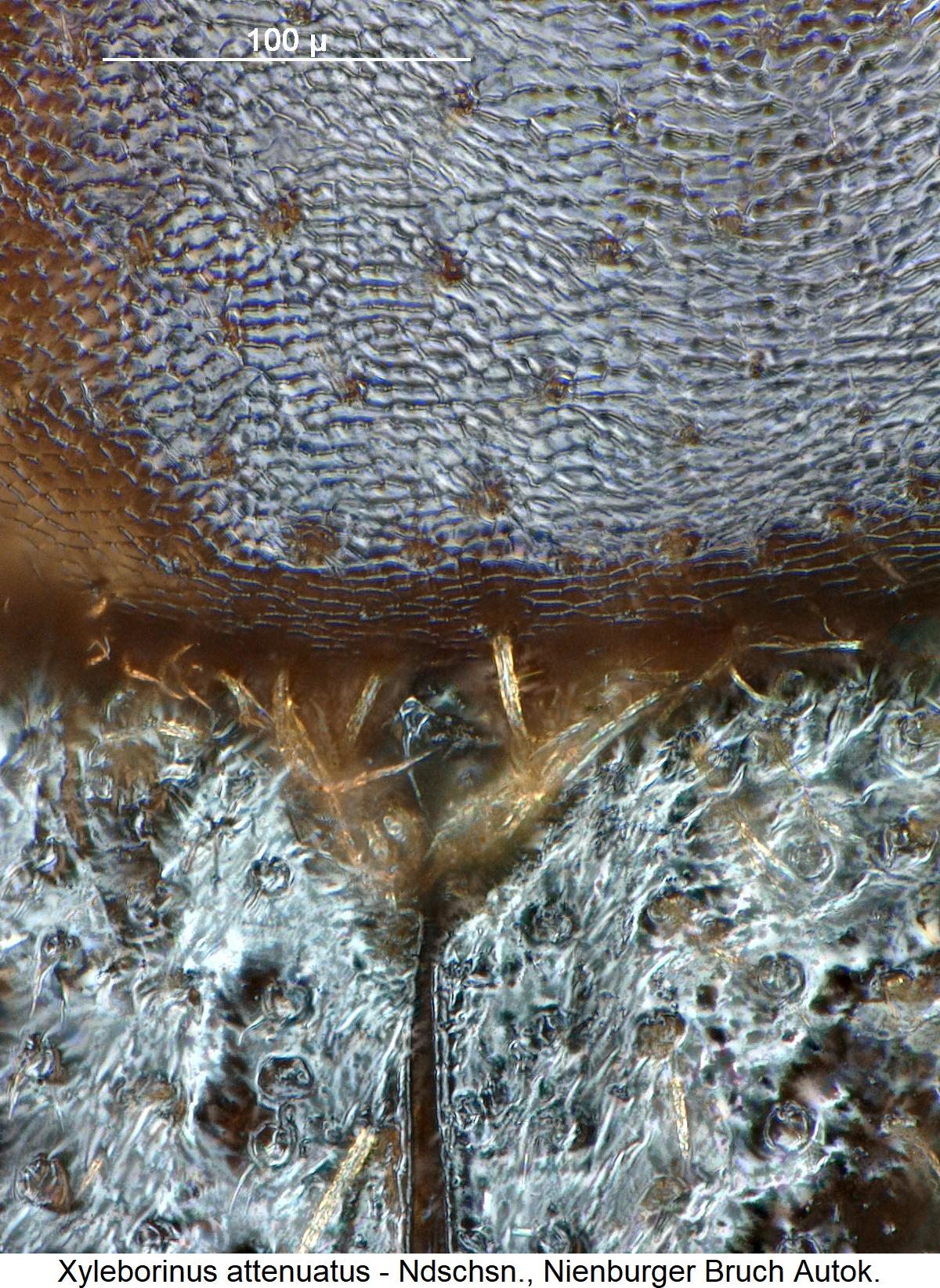 xyleborinus_attenuatus_scut.jpg