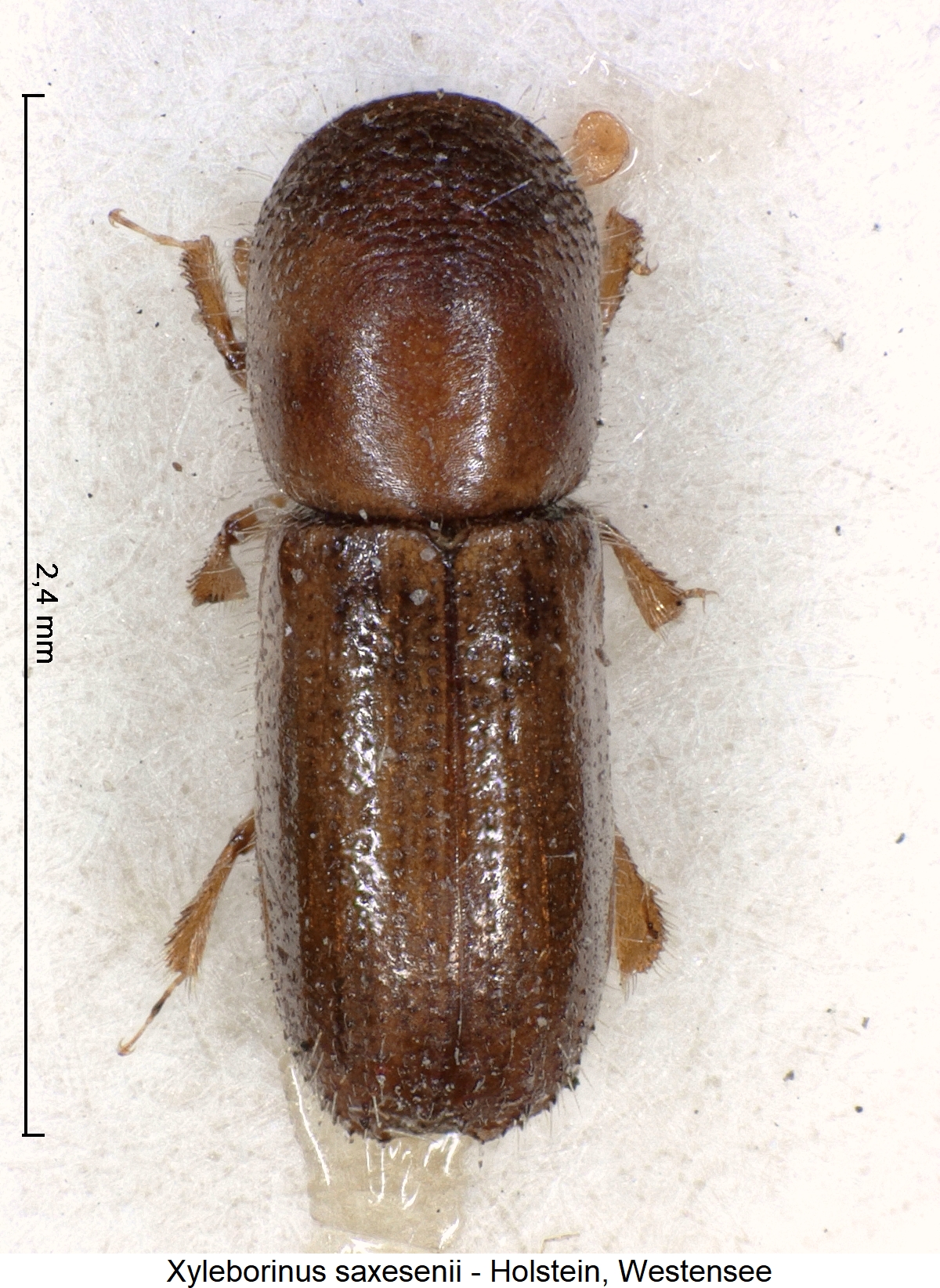 xyleborinus_saxesenii_hab.jpg