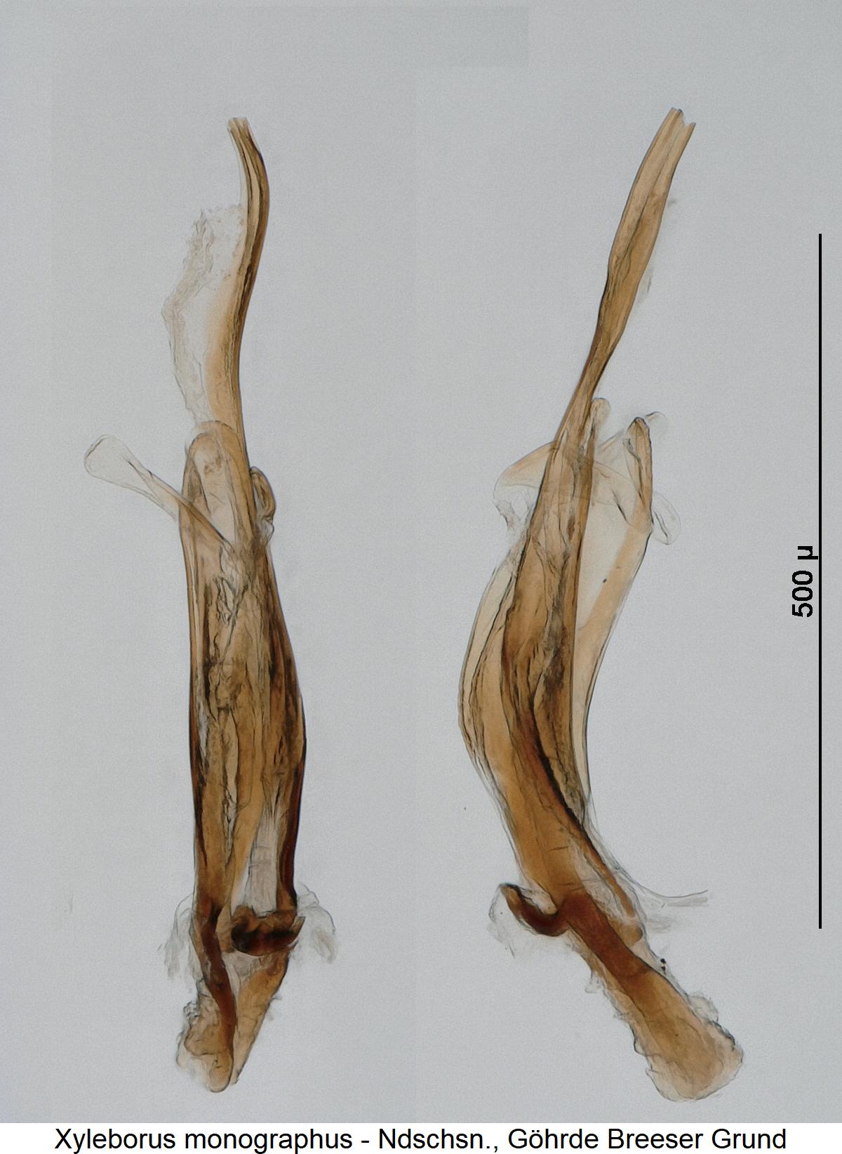 xyleborus_monographus.jpg