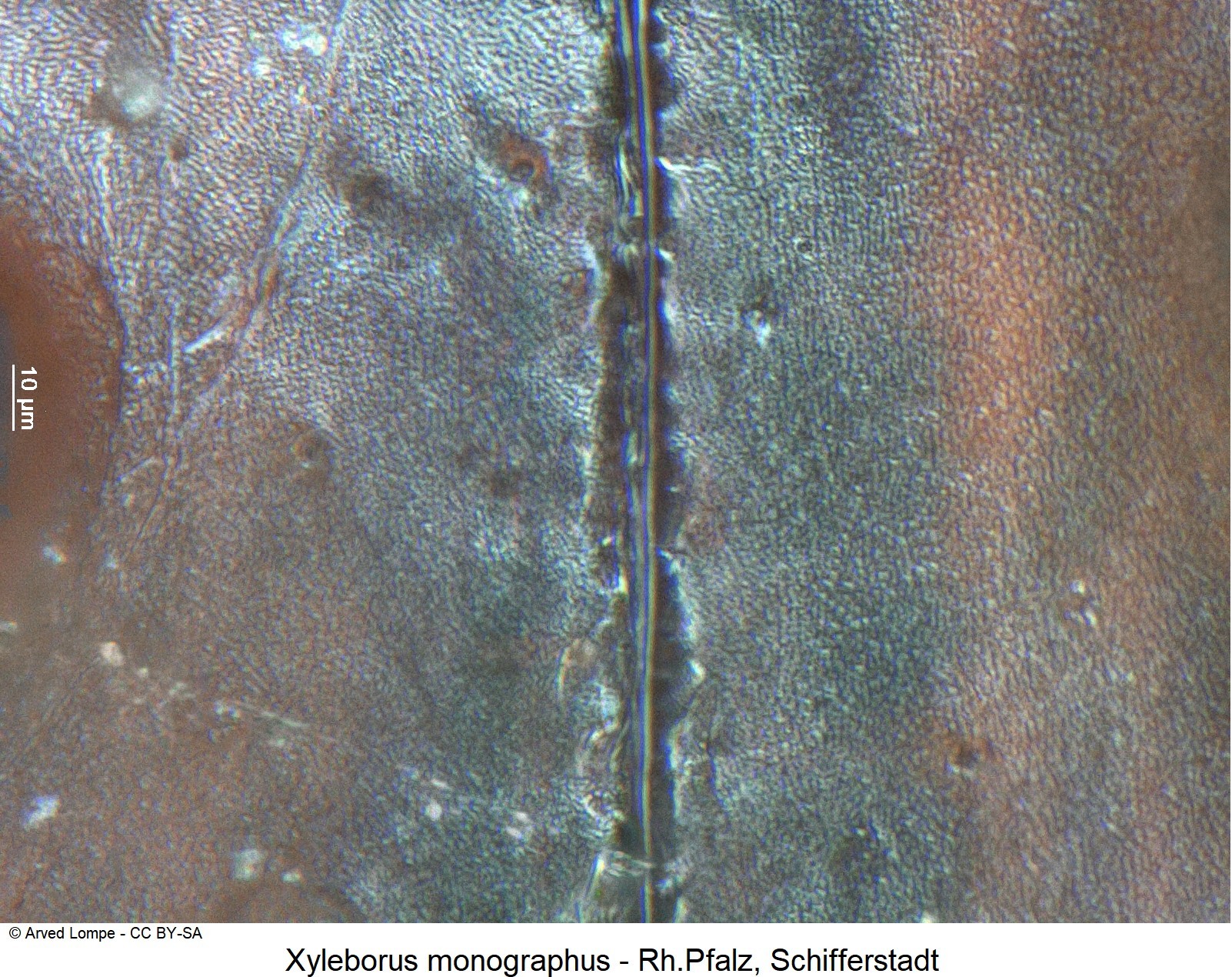xyleborus_monographus_ck19476_ms.jpg