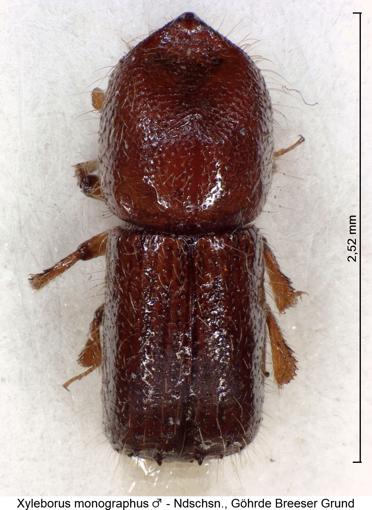 xyleborus_monographus_m_hab.jpg