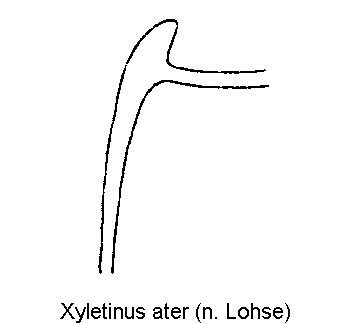 xyletinus_ater_genitalbuegel1.gif