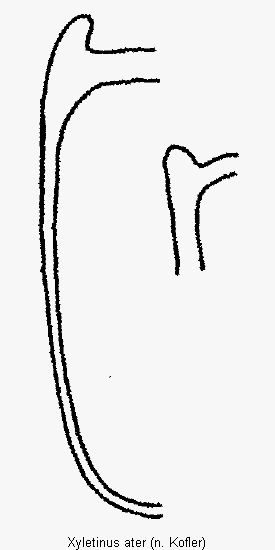 xyletinus_ater_mas.gif