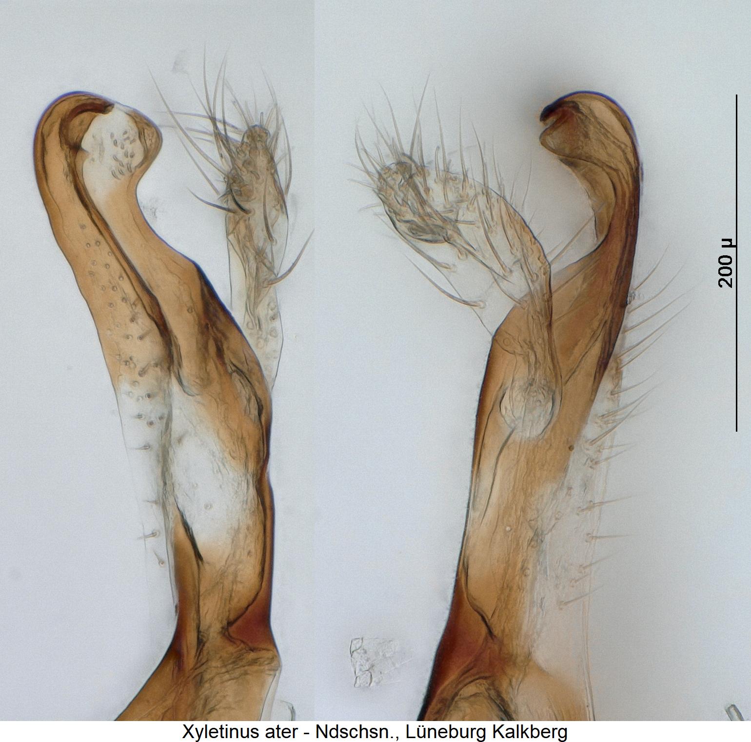 xyletinus_ater_pm.jpg