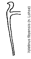 xyletinus_fibyensis_gb.gif