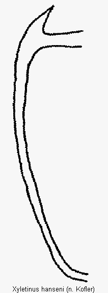 xyletinus_hanseni_mas.gif