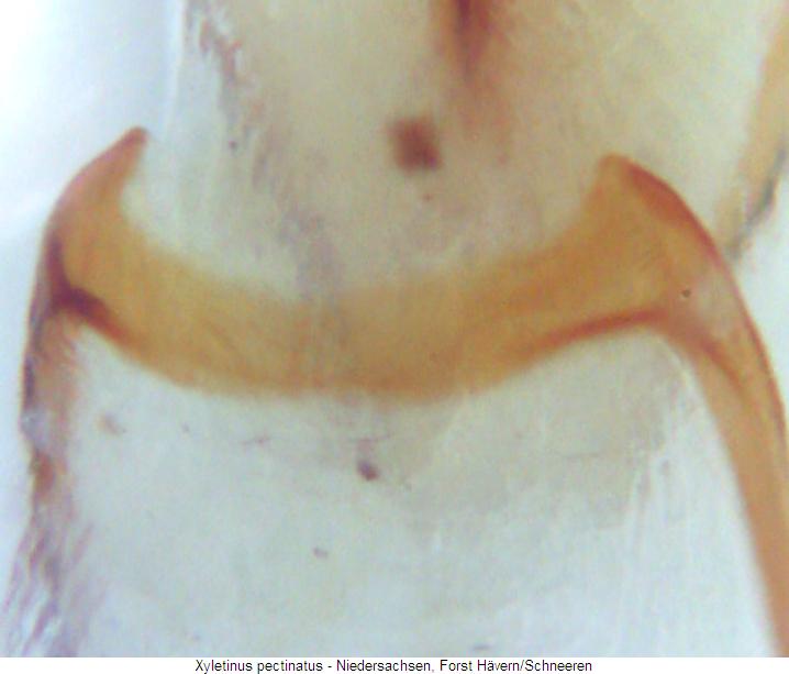xyletinus_pectinatus_gb.jpg