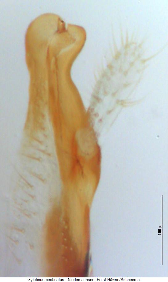 xyletinus_pectinatus_param.jpg