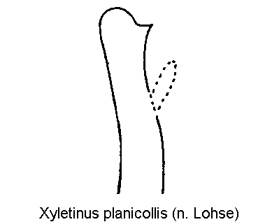 xyletinus_planicollis_pm.gif