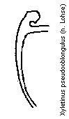 xyletinus_pseudooblongulus_gb.gif