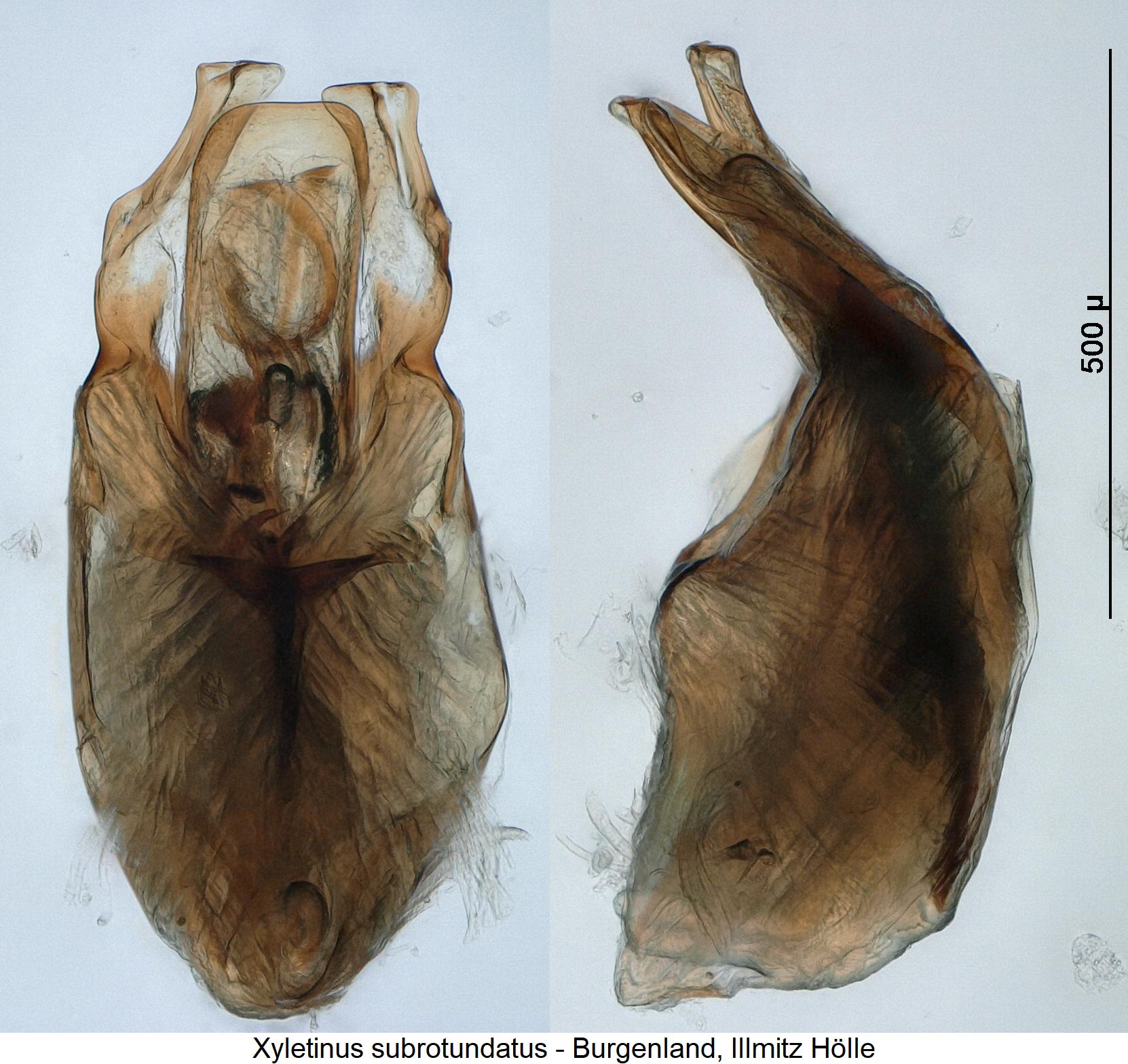 xyletinus_subrotundatus1.jpg