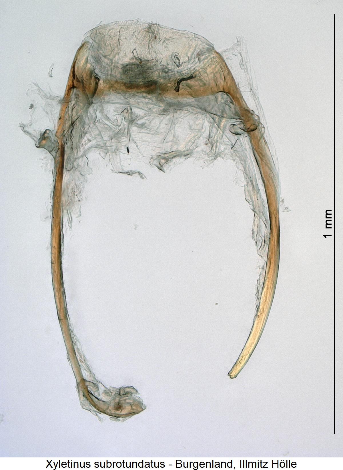 xyletinus_subrotundatus_genitalbuegel.jpg