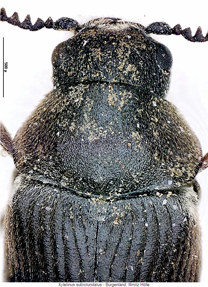 xyletinus_subrotundatus_vk.jpg