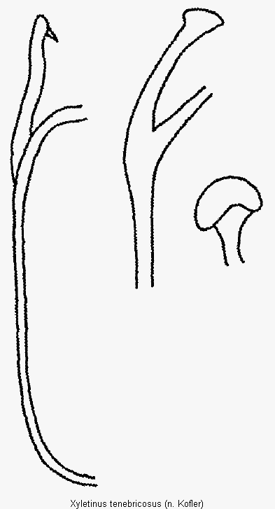 xyletinus_tenebricosus_mas.gif