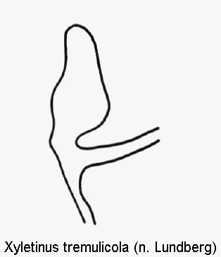 xyletinus_tremulicola_genitalbuegel1.gif