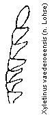 xyletinus_vaederoeensis_f.gif