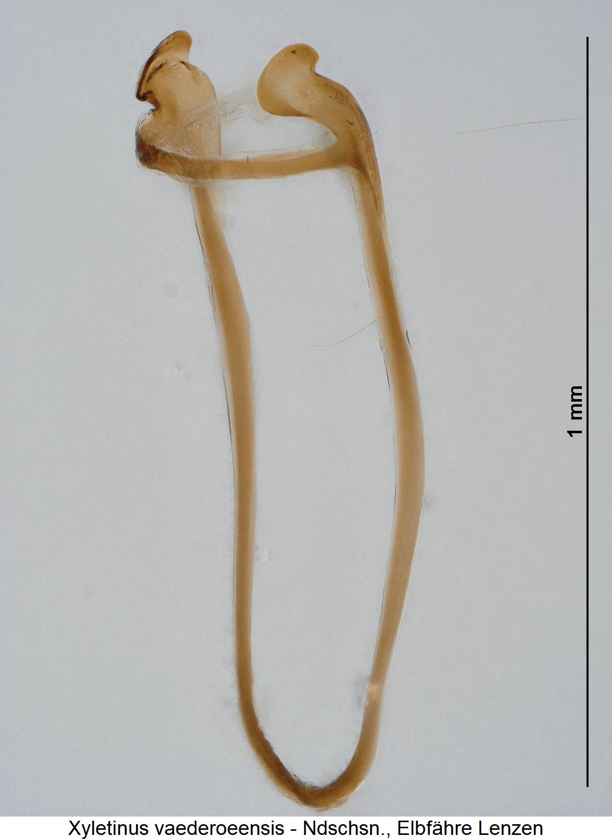 xyletinus_vaederoeensis_genitalbuegel.jpg