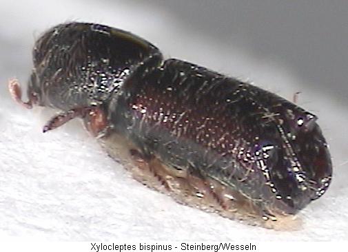 xylocleptes_bispinus_hab2.jpg