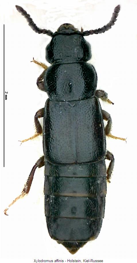 xylodromus_affinis_hab.jpg