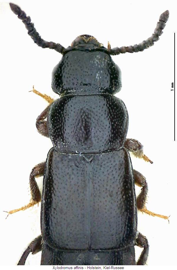 xylodromus_affinis_vk.jpg