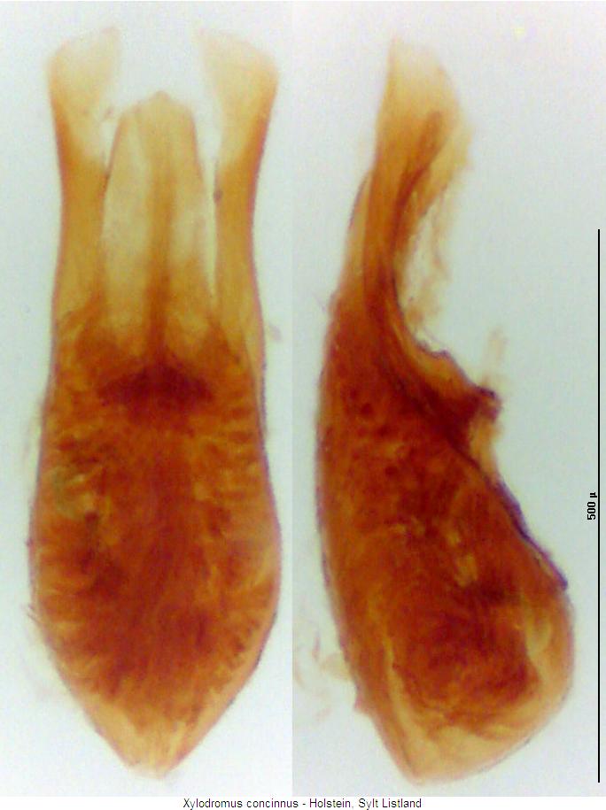 xylodromus_concinnus.jpg