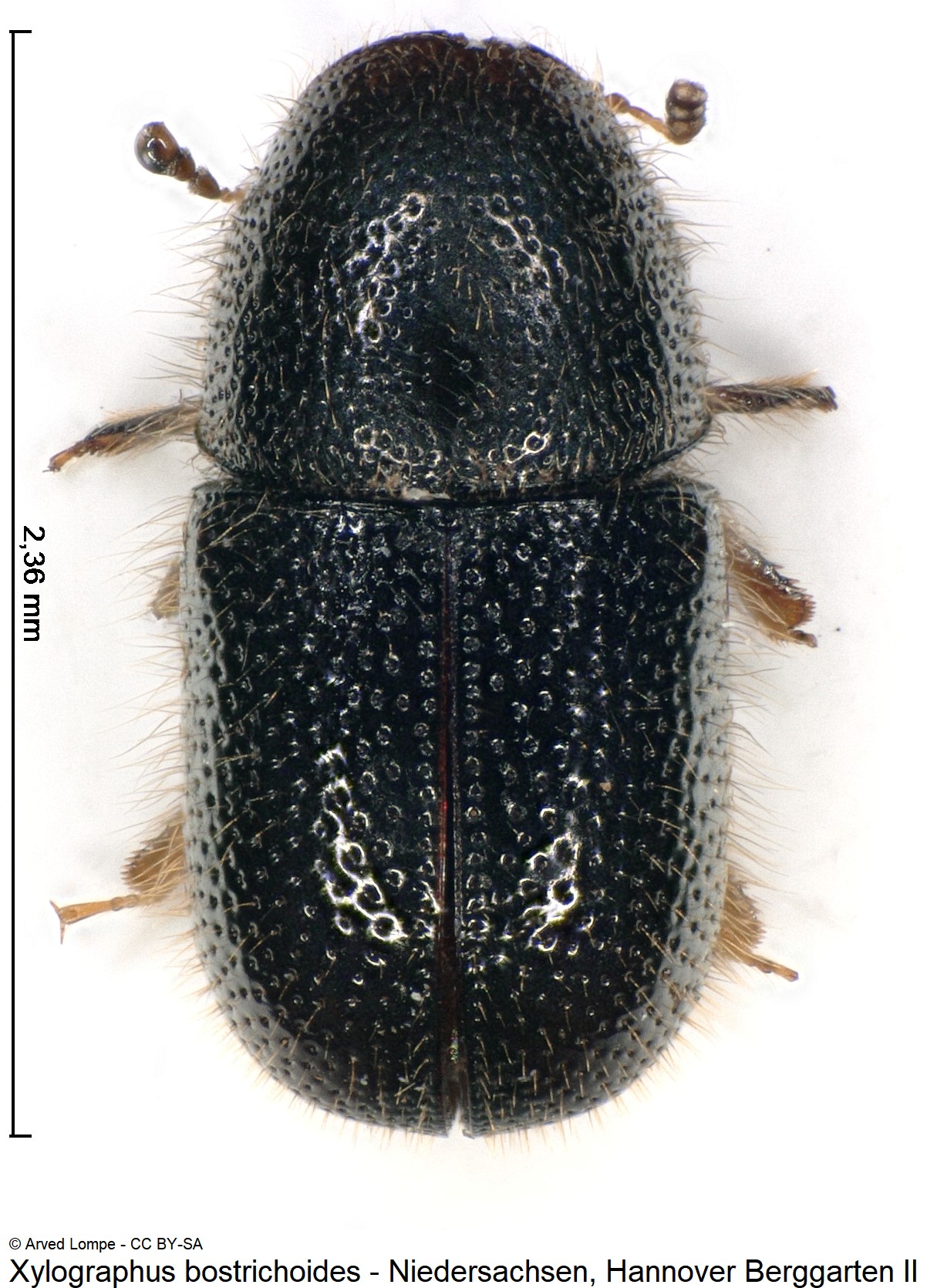 xylographus_bostrichoides_ck36788203_hab.jpg
