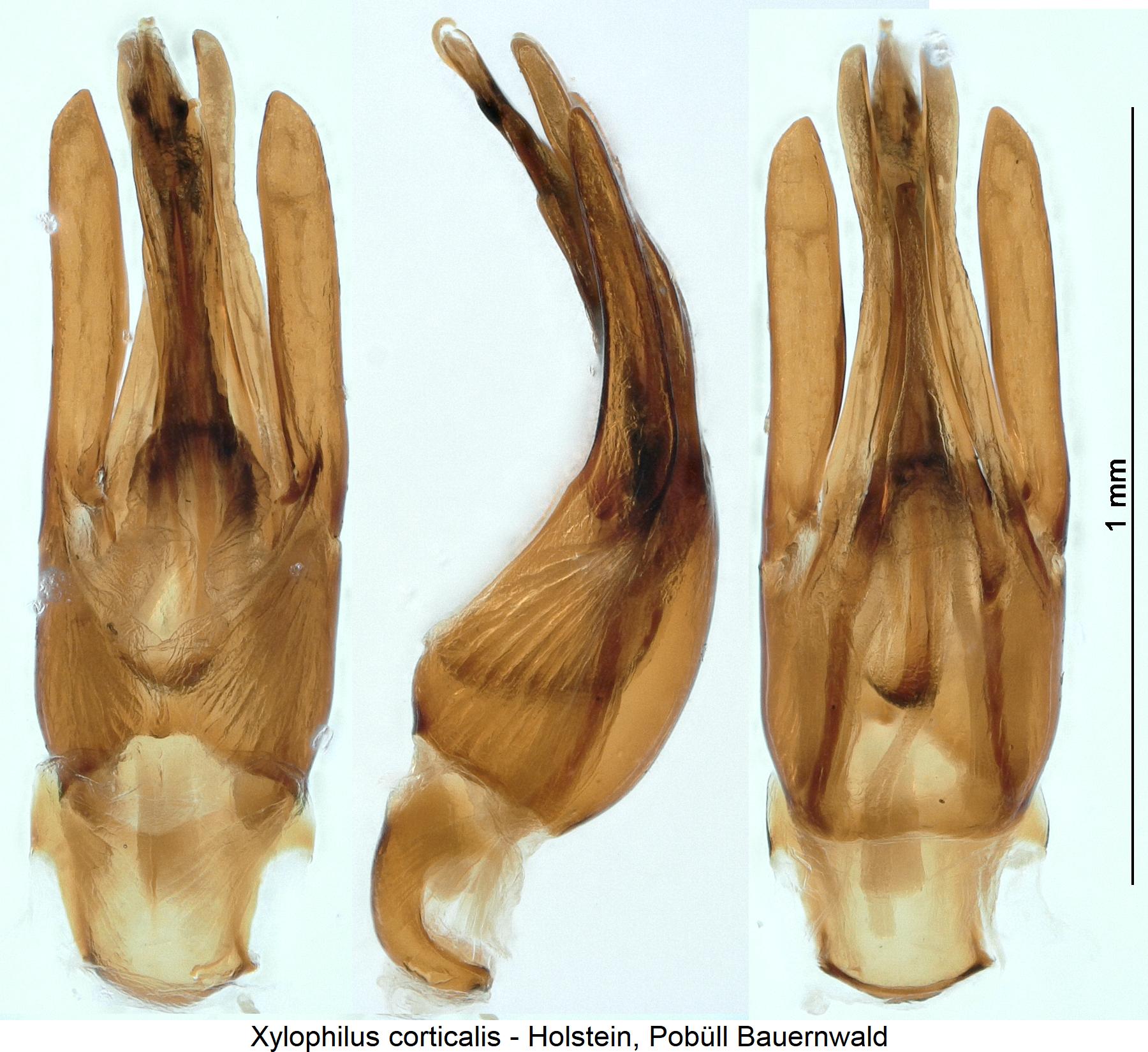 xylophilus_corticalis.jpg