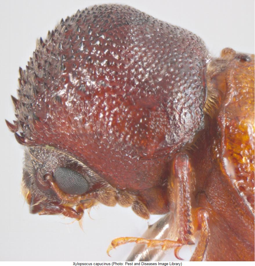xylopsocus_capucinus_sa.jpg