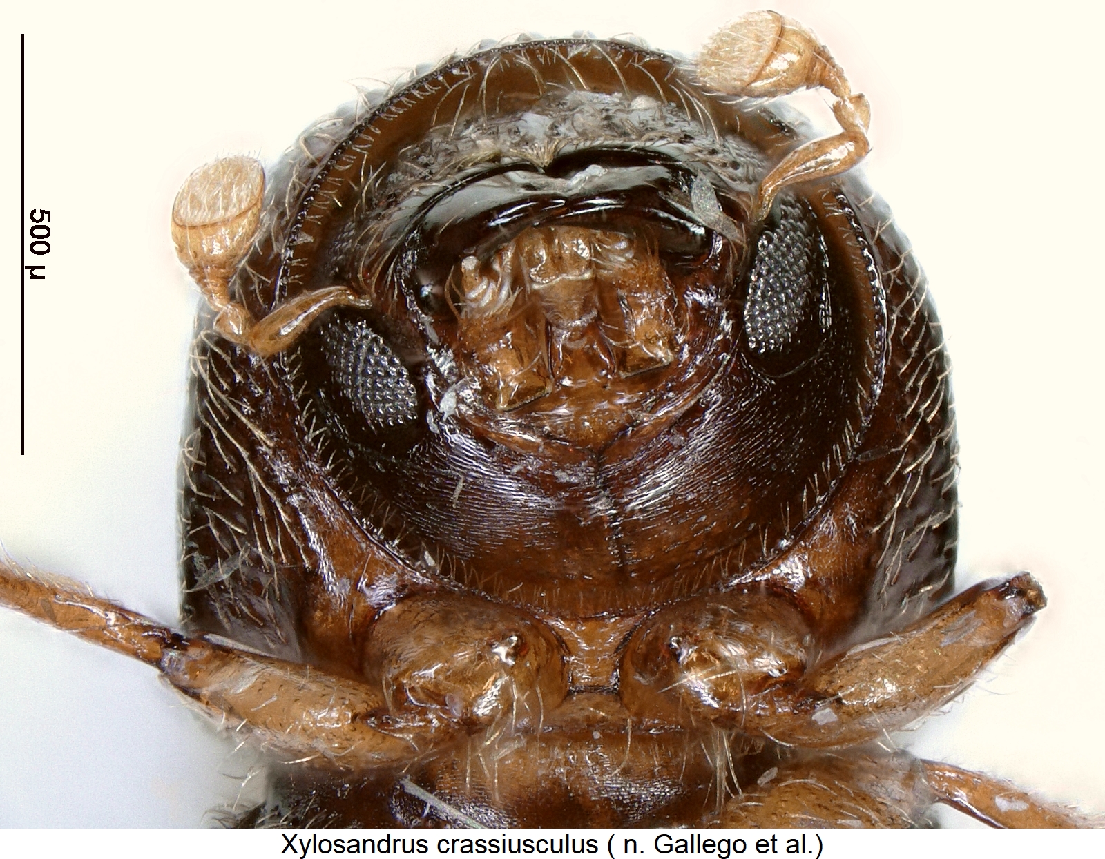 xylosandrus_crassiusculus_vbr.jpg
