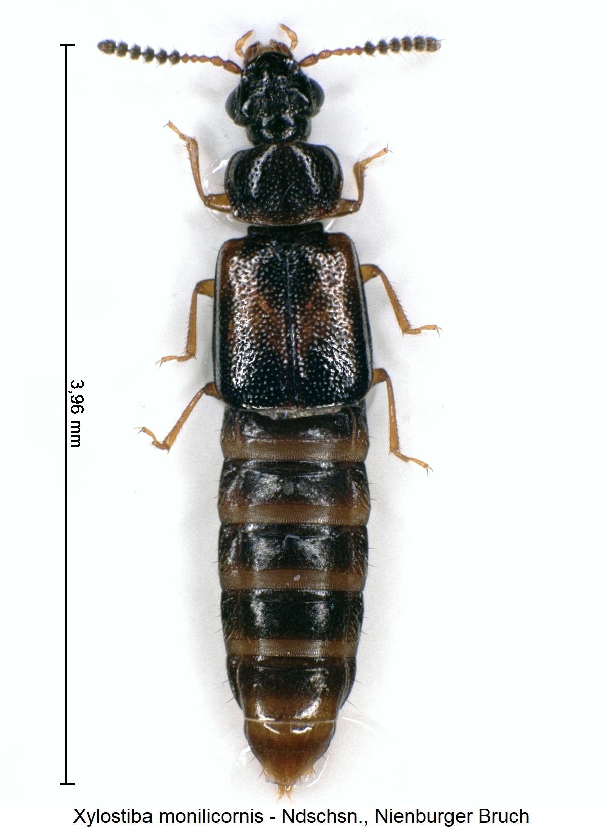 xylostiba_monilicornis_hab.jpg