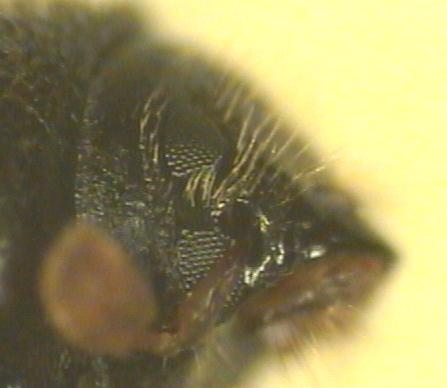 xyloterus_domesticus_augen.jpg