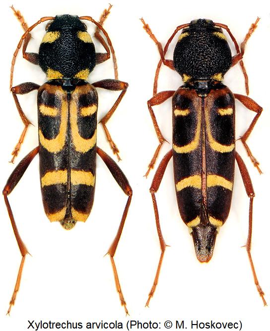 xylotrechus_arvicola_hab.jpg