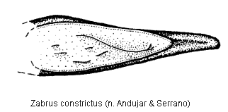 zabrus_constrictus_.gif