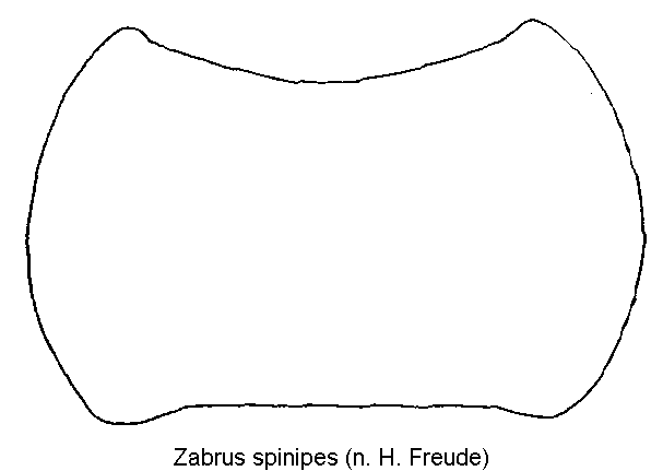 zabrus_spinipes_hsch.gif