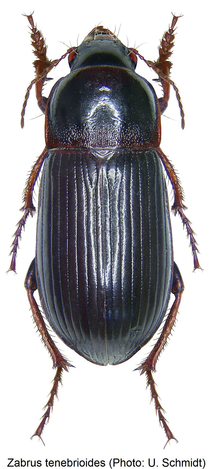 zabrus_tenebrioides_hab.jpg