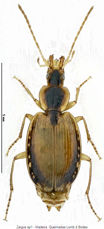 zargus_pellucidus_hab1.jpg