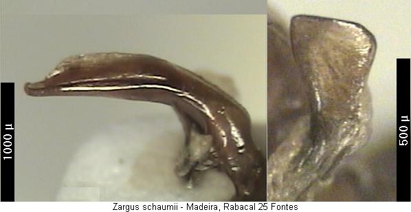 zargus_schaumii.jpg
